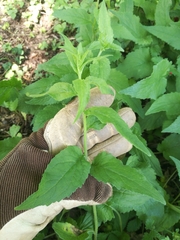 Campanula trachelium