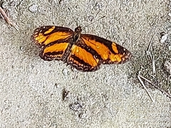 Castilia eranites