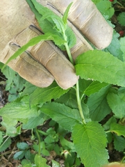 Campanula trachelium