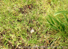 Tatochila xanthodice