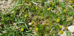 Matricaria aurea
