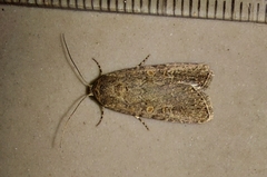 Spodoptera exigua