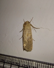 Spodoptera exigua