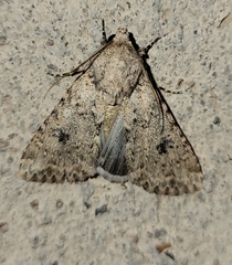Anarta decepta
