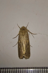 Spodoptera exigua