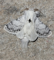 Apotolype brevicrista