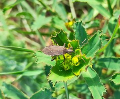 Dicranocephalus agilis