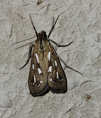 Diastictis