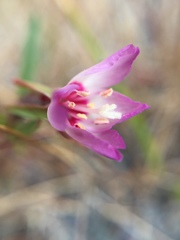Clarkia franciscana