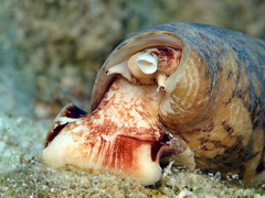 Conus striatus