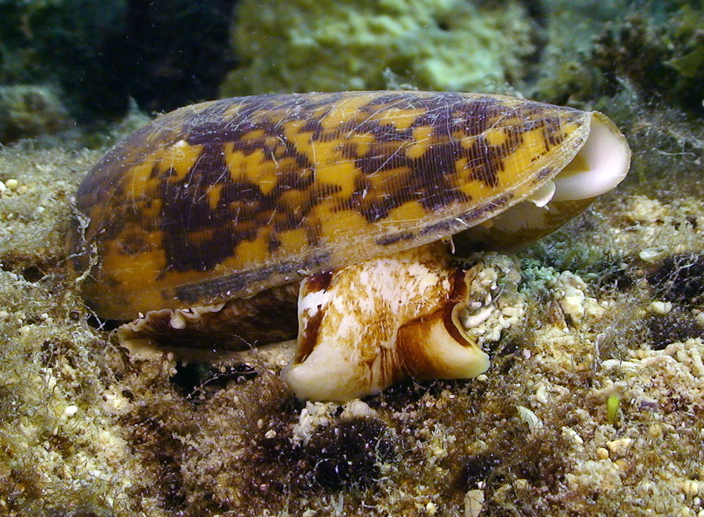 Striated Cone