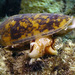 Conus striatus - Photo (c) uwkwaj, algunos derechos reservados (CC BY-NC), uploaded by uwkwaj