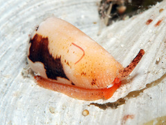 Conus striatus