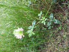 Trifolium vesiculosum
