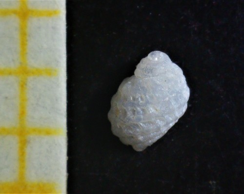 Carinorbis clathrata observed 2021-10-07