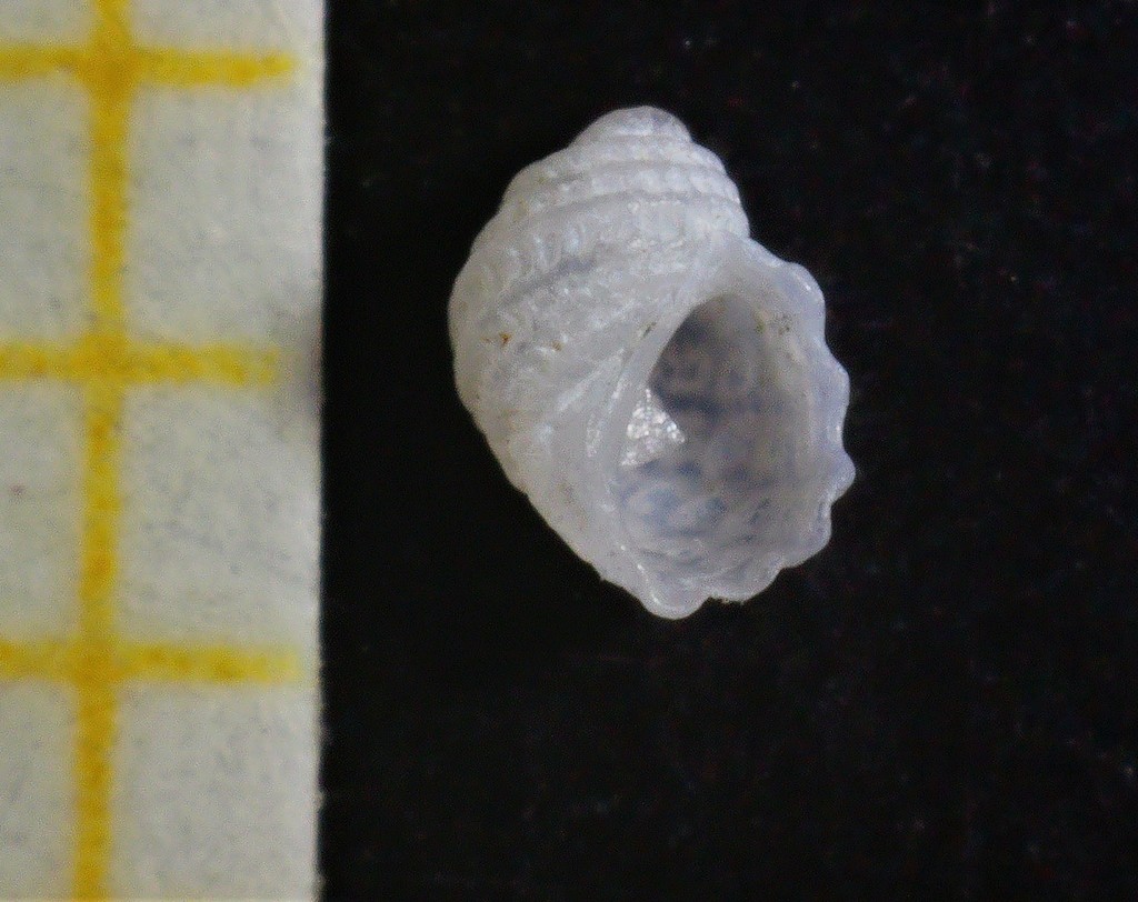 Carinorbis