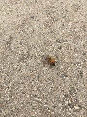 Apis mellifera
