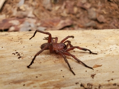 Myrmekiaphila