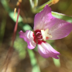 Clarkia franciscana