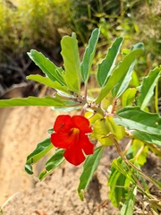 Pterodiscus cinnabarinus