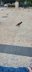 Gallus gallus domesticus