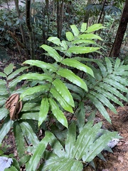 Meniscium reticulatum