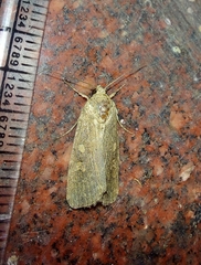 Spodoptera exigua