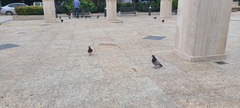 Columba livia domestica