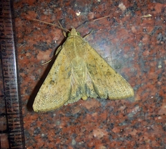 Helicoverpa armigera