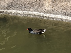 Gallinula galeata