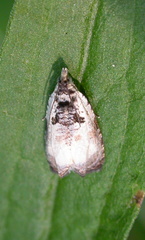 Olethreutes malana