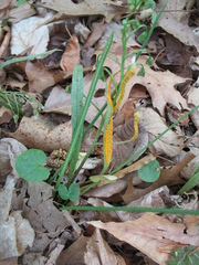 Puccinia mariae-wilsoniae