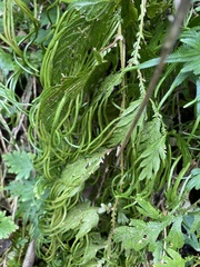 Selaginella plana