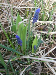 Muscari latifolium