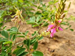 Indigofera schimperi