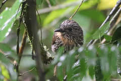 Malacoptila fulvogularis