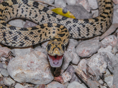 Ladder Snake photo 2