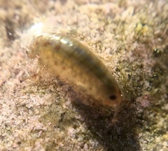 Arcitalitrus sylvaticus