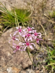 Nerine frithii