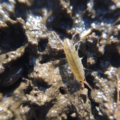 Arcitalitrus sylvaticus