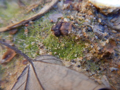 Xanthophyceae