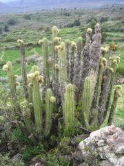 Corryocactus brevistylus