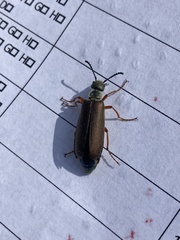 Lytta aenea