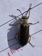 Lytta aenea