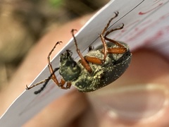 Lytta aenea