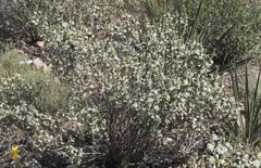 Ambrosia chenopodiifolia