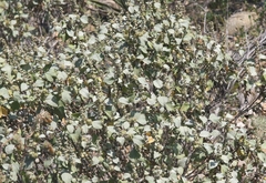 Ambrosia chenopodiifolia