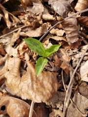 Trillium sessile