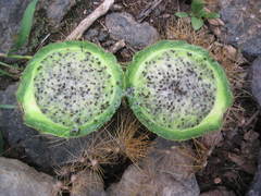 Corryocactus brevistylus