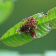 Acanthepeira stellata
